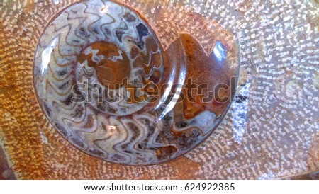Ammonite Gemstone Background