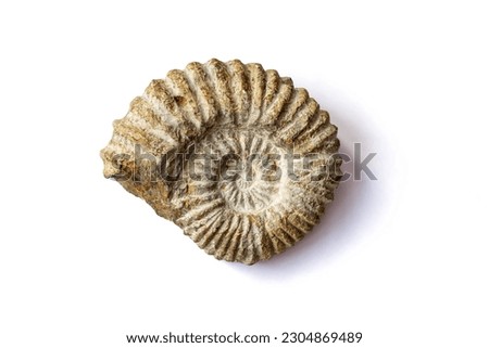 An ammonite, a marine fossil, isolated on white background