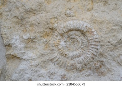 Ammonite prehistoric fossil imprint in stone. a shell petrified. Close up shot of sea shell fossil trapped in limestone. beautiful background of petrified extinct fossil shell animal Ammonite Nautilus - Shutterstock ID 2184555073