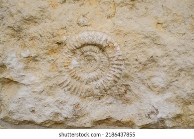 Ammonite prehistoric fossil imprint in stone. a shell petrified. Close up shot of sea shell fossil trapped in limestone. beautiful background of petrified extinct fossil shell animal Ammonite Nautilus