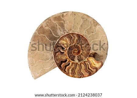 Ammonite , Prehistoric fossilized mollusk , an extinct marine animal