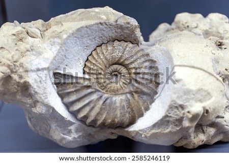 Ammonite. Ammonite shell in the form of a spiral
