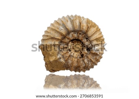 Ammonite. Ammonite shell in the form of a spiral, closeup view