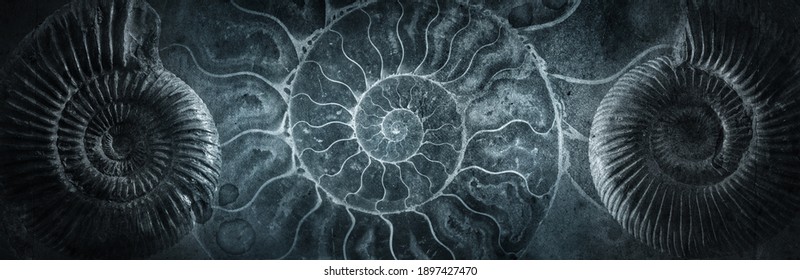 Ammonite shell on an ancient background. Concept on the topic of science, history, paleontology, archeology, geology. History of the Earth background. - Shutterstock ID 1897427470