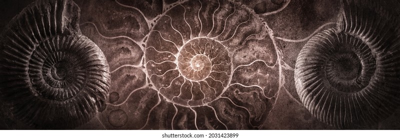 Ammonite shell on an ancient background. Concept on topic of science, history, paleontology, archeology, geology. History of Earth background. Fossil ammonite as a symbol of origin of life on Earth. - Shutterstock ID 2031423899