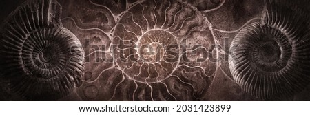 Ammonite shell on an ancient background. Concept on topic of science, history, paleontology, archeology, geology. History of Earth background. Fossil ammonite as a symbol of origin of life on Earth. Photo stock © 