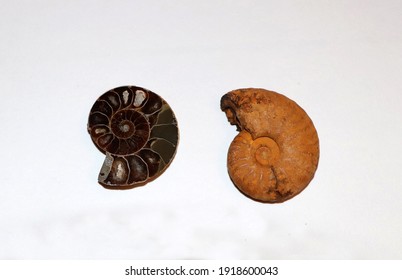 化石的圖片 庫存照片和向量圖 Shutterstock 化石的圖片 庫存照片和向量圖 Shutterstock