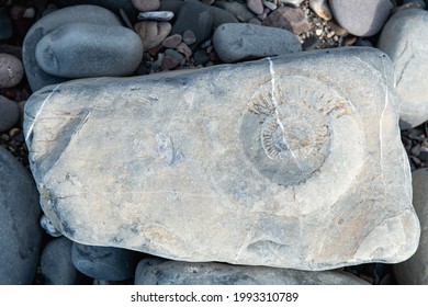 Ammonites At The Coast At East Quantoxhead Beach Near Kilve, Somerset, England. Beautiful Old Rock With Index Fossils In It.