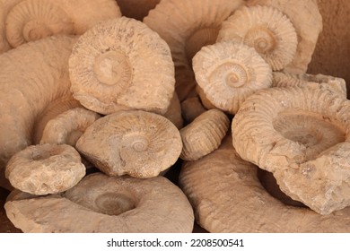 Ammonites, Extinct Cephalopod Mollusk Fossils