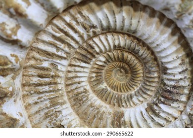 Ammonites Fossil As Nice Natural Geology Background