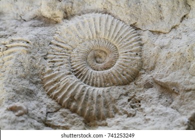 Ammonites Fossil Texture As Nice Natural Background