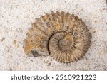 Ammonites, Tethys Ocean, Jurassic, La Rioja Paleontological Interpretation Center, Igea, La Rioja , Spain, Europe