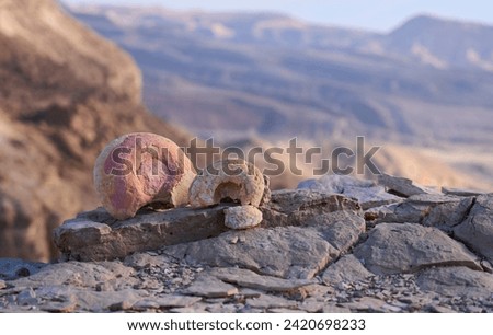 Ammonoids fossil found in the Massive Eilat Nature Reserve, Israel. Ammonites - extinct spiral shelled cephalopods, the only group of ammonoids to persist through the Jurassic and Cretaceous periods.