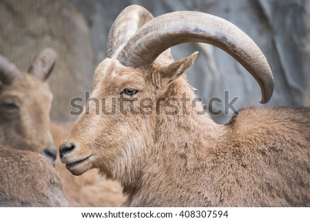 ammotragus lervia or barbary sheep at zoo, animal