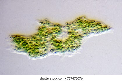 Amoeba Eats Green Algae