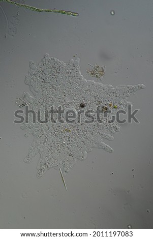 Amoeba forms pseudopods and moves