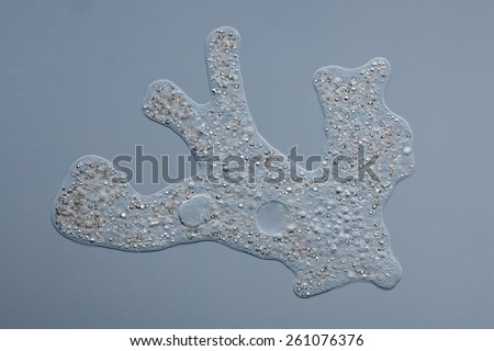Amoeba proteus - chaos diffluens - large amoeba with broad, rounded pseudopodia, a large single nucleus and contractile vacuole, 500 Âµm - differential interference contrast