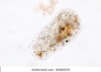 Amoebae move and feed by using pseudopods, which are bulges of cytoplasm formed by the coordinated action of actin microfilaments pushing out the plasma membrane that surrounds the cell.