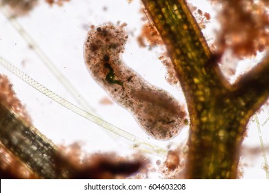 Amoebae move and feed by using pseudopods, which are bulges of cytoplasm formed by the coordinated action of actin microfilaments pushing out the plasma membrane that surrounds the cell.