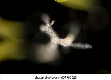 Amoebae move and feed by using pseudopods, which are bulges of cytoplasm formed by the coordinated action of actin microfilaments pushing out the plasma membrane that surrounds the cell.