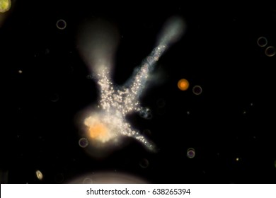 Amoebae move and feed by using pseudopods, which are bulges of cytoplasm formed by the coordinated action of actin microfilaments pushing out the plasma membrane that surrounds the cell.