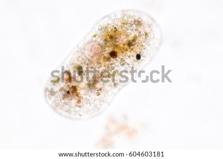 Amoebae move and feed by using pseudopods, which are bulges of cytoplasm formed by the coordinated action of actin microfilaments pushing out the plasma membrane that surrounds the cell.