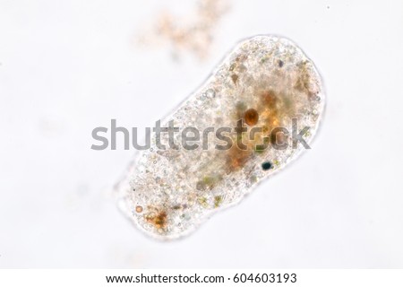 Amoebae move and feed by using pseudopods, which are bulges of cytoplasm formed by the coordinated action of actin microfilaments pushing out the plasma membrane that surrounds the cell.