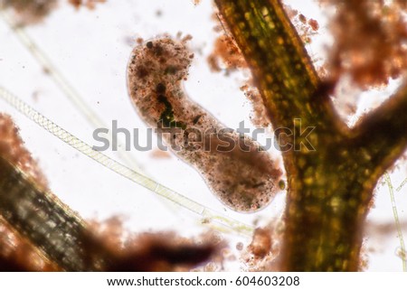 Amoebae move and feed by using pseudopods, which are bulges of cytoplasm formed by the coordinated action of actin microfilaments pushing out the plasma membrane that surrounds the cell.