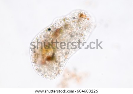 Amoebae move and feed by using pseudopods, which are bulges of cytoplasm formed by the coordinated action of actin microfilaments pushing out the plasma membrane that surrounds the cell.