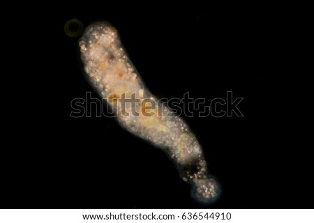 Amoebae move and feed by using pseudopods, which are bulges of cytoplasm formed by the coordinated action of actin microfilaments pushing out the plasma membrane that surrounds the cell.