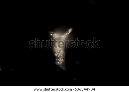 Amoebae move and feed by using pseudopods, which are bulges of cytoplasm formed by the coordinated action of actin microfilaments pushing out the plasma membrane that surrounds the cell.