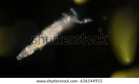 Amoebae move and feed by using pseudopods, which are bulges of cytoplasm formed by the coordinated action of actin microfilaments pushing out the plasma membrane that surrounds the cell.