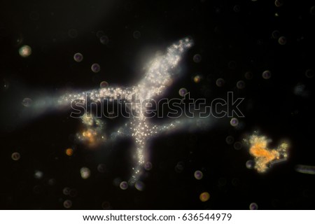 Amoebae move and feed by using pseudopods, which are bulges of cytoplasm formed by the coordinated action of actin microfilaments pushing out the plasma membrane that surrounds the cell.