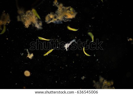 Amoebae move and feed by using pseudopods, which are bulges of cytoplasm formed by the coordinated action of actin microfilaments pushing out the plasma membrane that surrounds the cell.