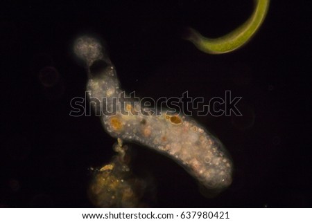 Amoebae move and feed by using pseudopods, which are bulges of cytoplasm formed by the coordinated action of actin microfilaments pushing out the plasma membrane that surrounds the cell.