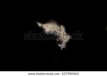 Amoebae move and feed by using pseudopods, which are bulges of cytoplasm formed by the coordinated action of actin microfilaments pushing out the plasma membrane that surrounds the cell.