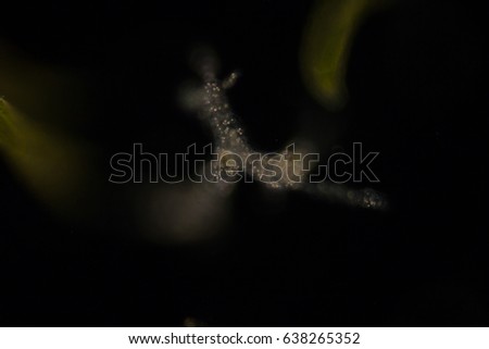 Amoebae move and feed by using pseudopods, which are bulges of cytoplasm formed by the coordinated action of actin microfilaments pushing out the plasma membrane that surrounds the cell.