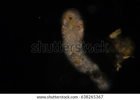 Amoebae move and feed by using pseudopods, which are bulges of cytoplasm formed by the coordinated action of actin microfilaments pushing out the plasma membrane that surrounds the cell.