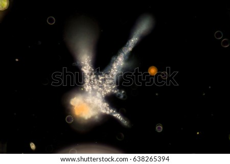 Amoebae move and feed by using pseudopods, which are bulges of cytoplasm formed by the coordinated action of actin microfilaments pushing out the plasma membrane that surrounds the cell.