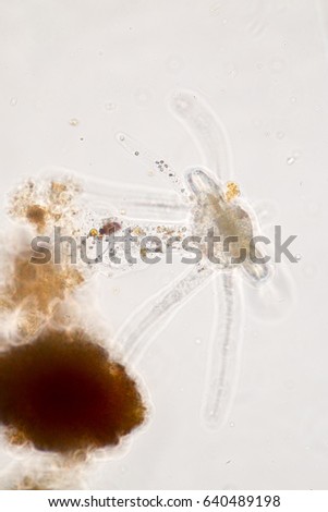 Amoebae move and feed by using pseudopods, which are bulges of cytoplasm formed by the coordinated action of actin microfilaments pushing out the plasma membrane that surrounds the cell.