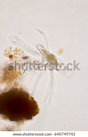 Amoebae move and feed by using pseudopods, which are bulges of cytoplasm formed by the coordinated action of actin microfilaments pushing out the plasma membrane that surrounds the cell.