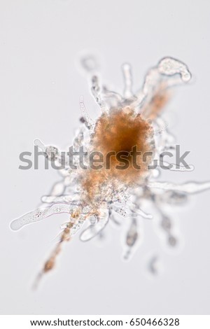 Amoebae move and feed by using pseudopods, which are bulges of cytoplasm formed by the coordinated action of actin microfilaments pushing out the plasma membrane that surrounds the cell.