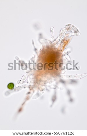Amoebae move and feed by using pseudopods, which are bulges of cytoplasm formed by the coordinated action of actin microfilaments pushing out the plasma membrane that surrounds the cell.