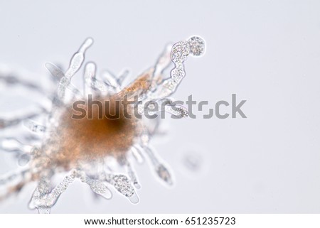 Amoebae move and feed by using pseudopods, which are bulges of cytoplasm formed by the coordinated action of actin microfilaments pushing out the plasma membrane that surrounds the cell.