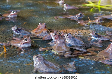 Among A Lot Of Frogs Eggs In The Pond