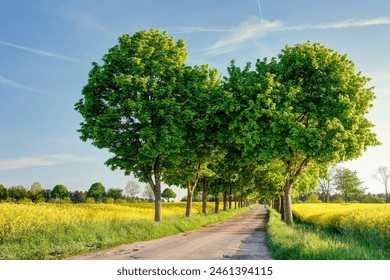 Among glowing rapeseed fields runs a tree-lined avenue, its green canopy harmoniously contrasting with the golden sea of blossoms. An idyllic scene of nature. - Powered by Shutterstock