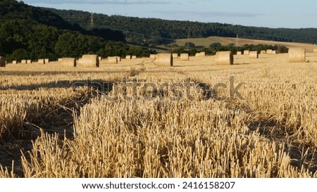 Among modern sheaves of wheat, a path of trampled straw runs across a field under a clear sky, as a symbol of a peaceful road to the future