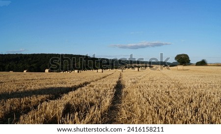 Among modern sheaves of wheat, a path of trampled straw runs across a field under a clear sky, as a symbol of a peaceful road to the future