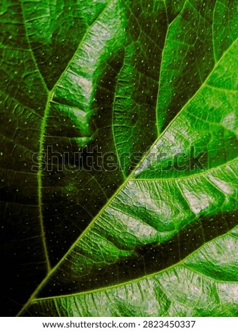 Among the patterns and colors inspired by the young leaves of tropical plants during the season 