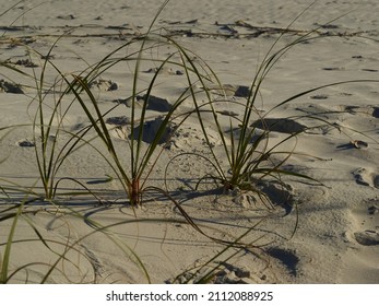 Among the sand emerges this beautiful vegetation which is important to protect the shores. It contributes to the balance of nature. Florida, January 25, 2016.